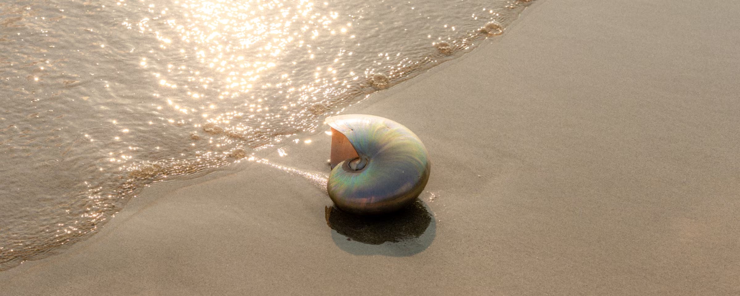 Nahaufnahme einer schillernden Nautilus-Muschel, die am feuchten Sandstrand liegt, während das warme Licht des Sonnenuntergangs das Wasser im Hintergrund golden glitzern lässt. Die Szene in harmonischen Gold-, Sand- und dezenten Schillertönen fängt die natürliche Ästhetik und die entspannten Beach Vibes der Marke ILUH ein, die für nachhaltigen, in Bali handgefertigten Schmuck aus recyceltem 925 Sterling Silber und 18k Echtgold steht.