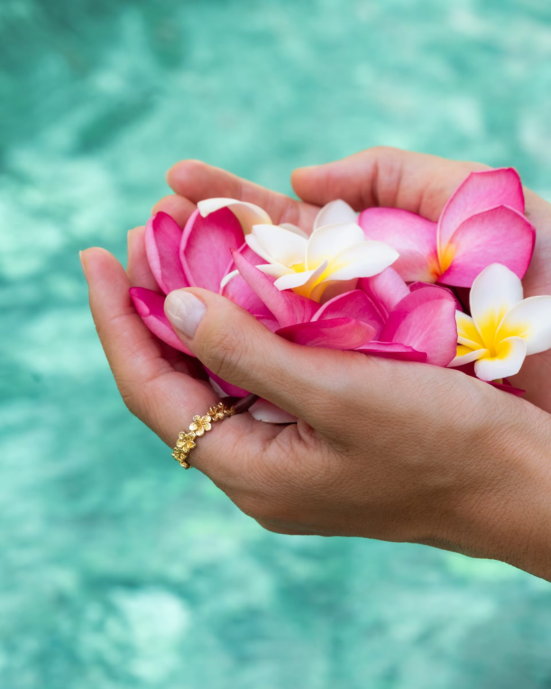 Stimmungsvolle Nahaufnahme im tropischen Look von zwei Händen vor kristallklarem, türkisblauem Wasser, die eine Fülle aus frischen pinken und weiß-gelben Frangipani-Blüten halten und dabei den auf Bali handgefertigten goldenen FRANGIPANI FLOWER RING aus aneinandergereihten Blüten aus 18k vergoldetem 925er Silber von der Schmuckmarke ILUH tragen.