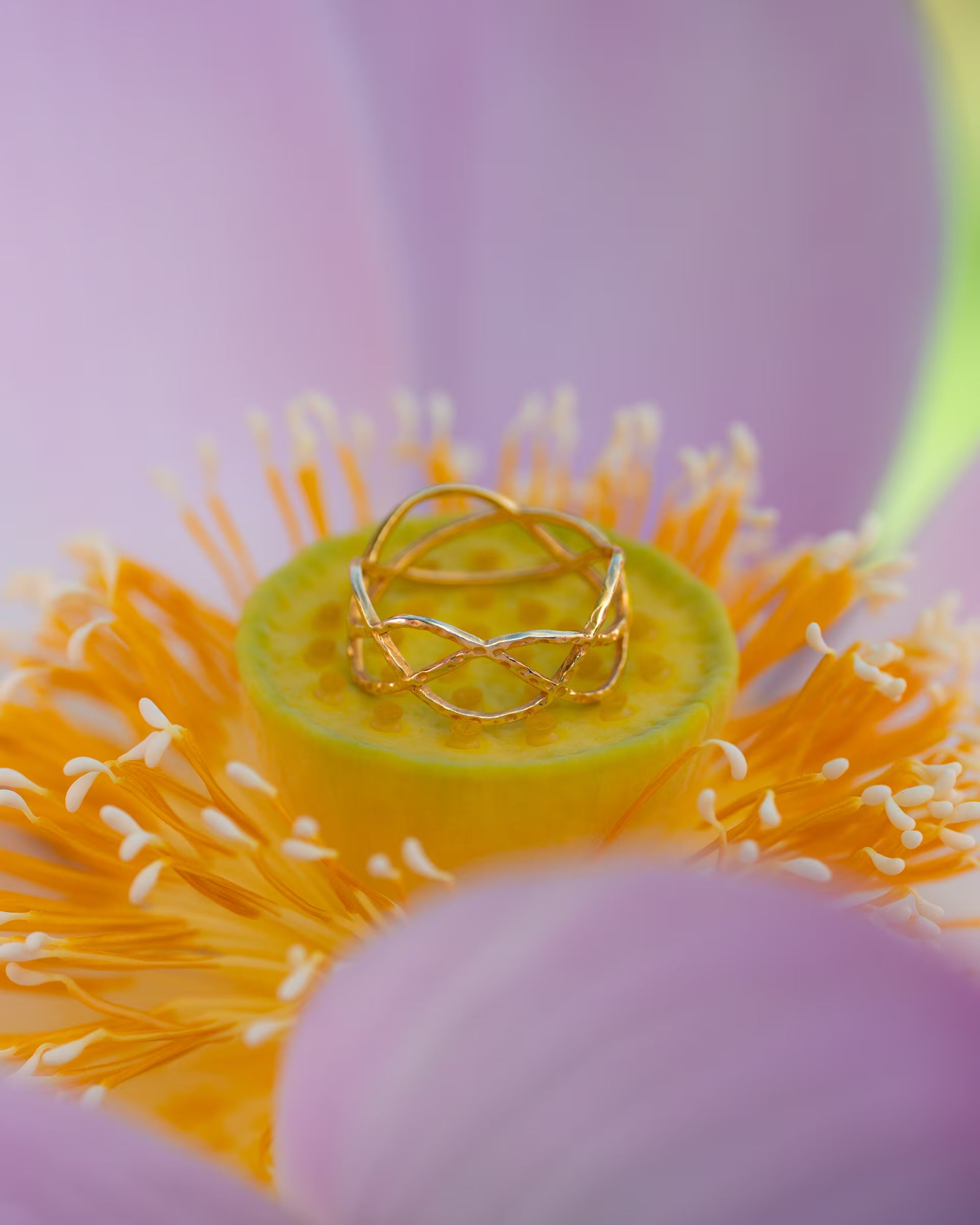 Produktfoto im floralen, naturverbundenen Stil von dem auf Bali handgefertigten goldenen LOTUS RING mit geschwungenem, geflochtenem Design aus 18k vergoldetem 925er Silber von der Schmuckmarke ILUH, kunstvoll gebettet auf den gelben Staubblättern im Zentrum einer rosafarbenen Lotusblüte.