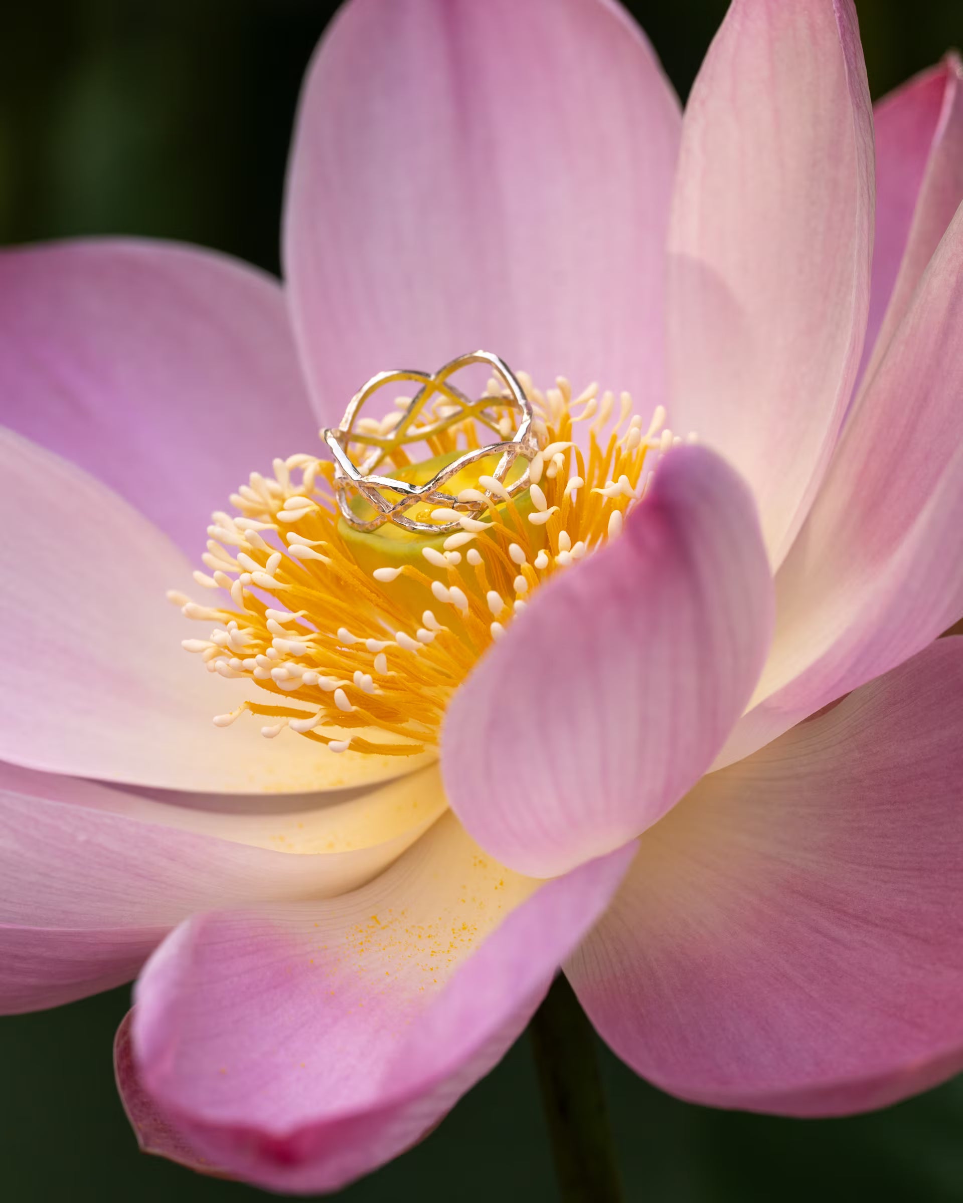 Produktfoto im floralen, naturverbundenen Stil von dem auf Bali handgefertigten silbernen LOTUS RING mit geschwungenem, geflochtenem Design aus 925er Silber von der Schmuckmarke ILUH, kunstvoll platziert inmitten der gelben Staubblätter einer voll erblühten, rosafarbenen Lotusblüte.