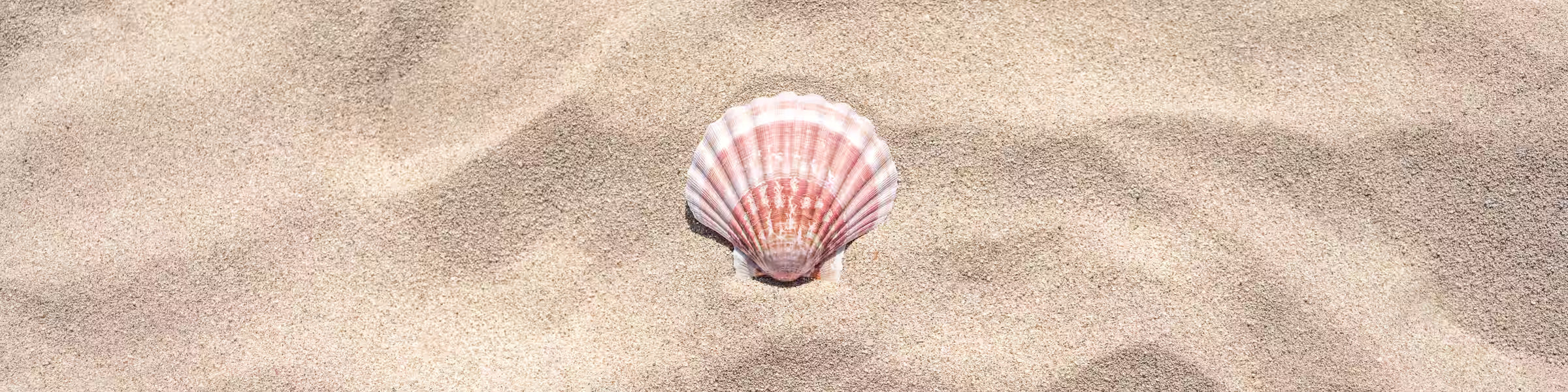 Eine zarte, rosa schimmernde Muschel liegt im feinen hellen Sand und symbolisiert die natürliche Eleganz von ILUH Jewelry.